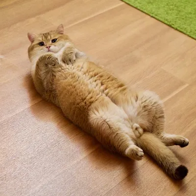 Мультяшный кот в сапогах - 66 фото