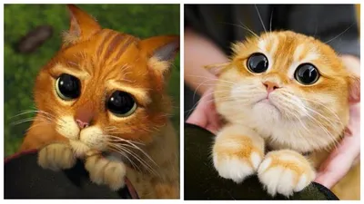 Как изменилась внешность кота из Шрека 2 в мультфильме Кот в сапогах 2