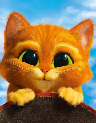 Кот Писко с огромными глазами – как живет точная копия кота из «Шрека» в  Нью-Йорке | Ваша Планета | Дзен