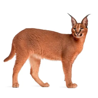 Дикие кошки: Каракал (Felis caracal)
