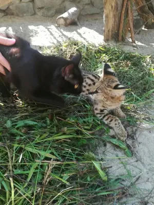 Кошки выкормили детенышей сервала, каракала и дальневосточного кота в  зоопарке Новосибирска | НДН.Инфо
