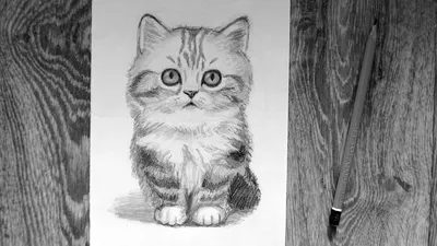 Фото Рисунок кота карандашом на белом фоне