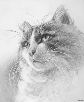 Рисунки кошек простым карандашом | Пикабу