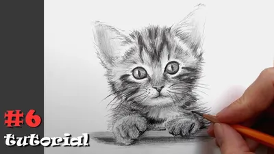 Как нарисовать кота карандашом. - YouTube