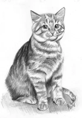 Рисунок сидящий кот карандашом - 61 фото