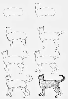 Кошек для срисовки - картинки и фото koshka.top