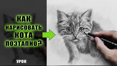 Рисовать кошек рисунок тигра, кот, лицо, карандаш, кошка png | PNGWing