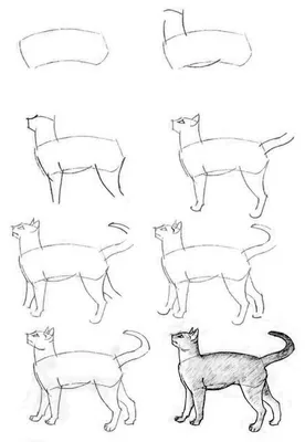 Как нарисовать кошку Рисуем КОТА простым карандашом. / Cat drawing - YouTube