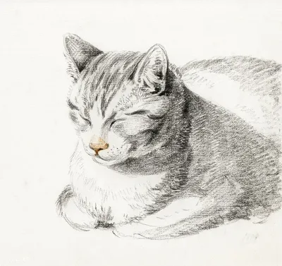 Спящая довольная кошка. Рисуем поэтапно карандашом легко и красиво