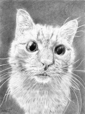 Рисуем поэтапно кошку