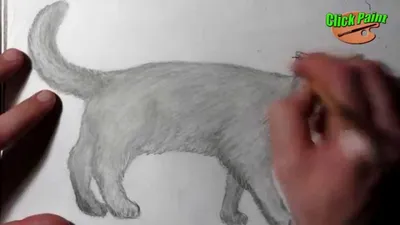Котик карандашом | 🎨Художественная Школа🎨 Amino