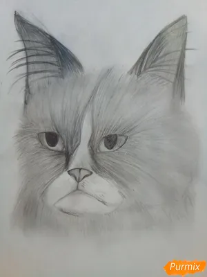 Как нарисовать кошку карандашом на бумаге.How to draw a cat pencil on paper  - YouTube
