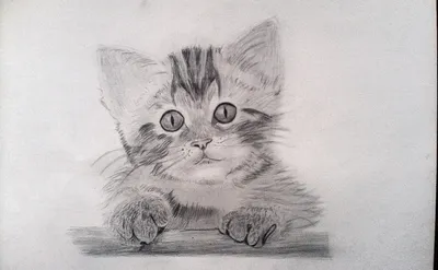 Кот рыжий рисунок карандашом - 59 фото