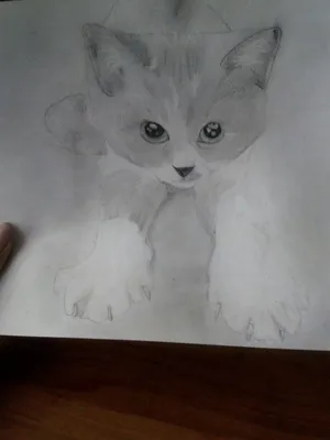 Как нарисовать голову сердитого кота простым карандашом поэтапно