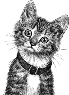Иллюстрация кот карандашом в стиле 2d, академический рисунок,