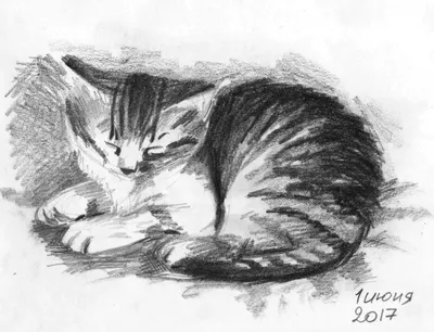 Котенок, рисунок карандашом | Пикабу