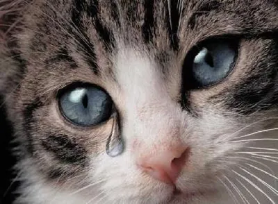 Очень грустный пушистый кот, который…» — создано в Шедевруме