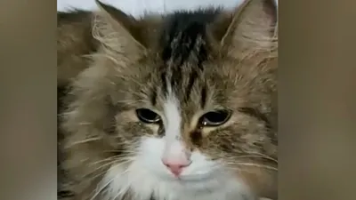 Умеют ли кошки плакать: могут ли плакать коты слезами