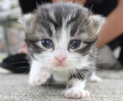 Мем кот бонан который плачет» — создано в Шедевруме