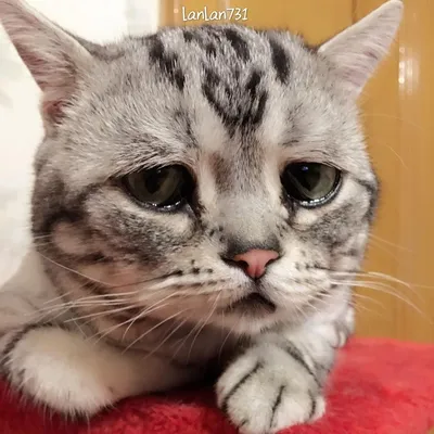 Котик который плачет» — создано в Шедевруме