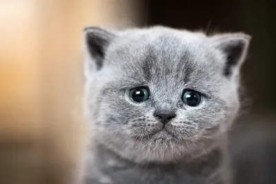 Могут ли коты плакать от эмоций - объяснение | РБК Украина