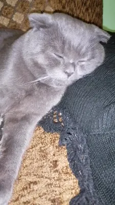 Картина по номерам на холсте грустный уставший толстый кот мем - 2214 -  купить с доставкой по выгодным ценам в интернет-магазине OZON (270378701)