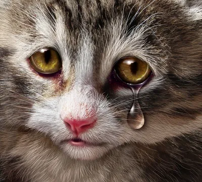 Плачущий кот (40 фото) | Сонный кот, Хорьки, Кот