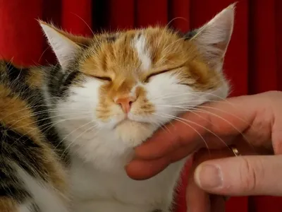 Кот сидит рядом с нарезанным луком, плачет и ничего не понимает – забавное  видео