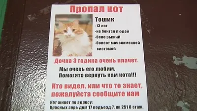 Просидел там несколько часов: в Екатеринбурге спасатели достали кота,  который застрял в вентиляционном канале - KP.RU