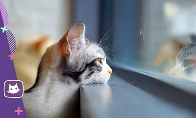 Могут ли кошки плакать и по каким причинам: важные моменты, о которых стоит  знать / Оффтопик / iXBT Live