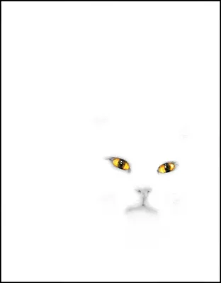 Кота на белом фоне - картинки и фото koshka.top