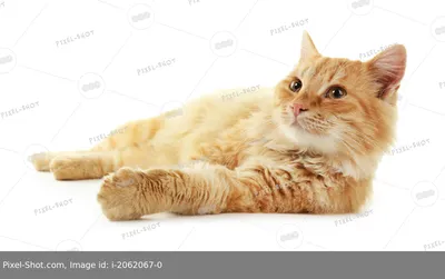 Милый персонаж мультфильма про кота на белом фоне Векторное изображение  ©stockgiu 340658746