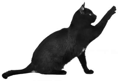 черная кошка лежит на белом фоне, картинка кота для распечатки, кошка, Hd  фон картинки и Фото для бесплатной загрузки