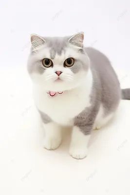 Кот в изоляции на белом фоне Tabby белый Стоковое Изображение - изображение  насчитывающей съемка, великобританское: 204322863