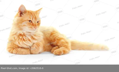 Пушистый рыжий кот лежит на белом фоне :: Стоковая фотография :: Pixel-Shot  Studio