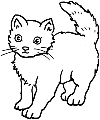 Кот наклонив голову на белом фоне И картинка для бесплатной загрузки -  Pngtree