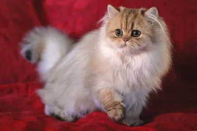 Персидские кошки - фото и описание (характер, уход и кормление)