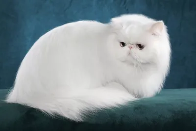 Фотогалерея \"Персы и экзоты\" - \"Белый персидский кот\" - Фото породистых и  беспородных кошек и котов.
