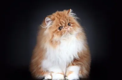 Уход за шерстью персидских кошек ᐈ Зоомагазин MasterZoo