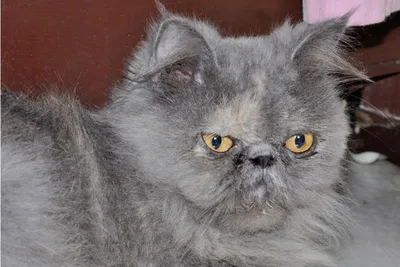 Персидская кошка: что стоит знать об этой породе? — Anifood