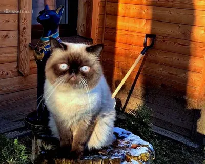 10 фото персидского кота, во взгляде которого читается такая усталость,  будто он знает всё о жизни
