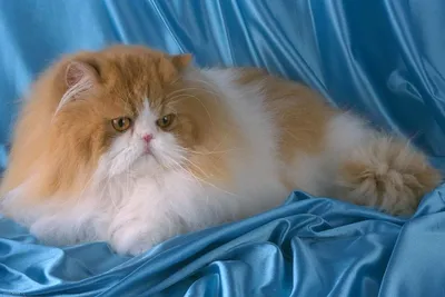 Персидская кошка - «Персы - достойная порода кошек» | отзывы