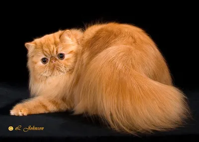 Реальный кот из \"Шрека\": в соцсетях нашли копию персонажа мультфильма - Pets