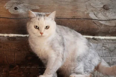 Пропал рыжий кот (перс) - Пропавшие кошки и коты Москвы