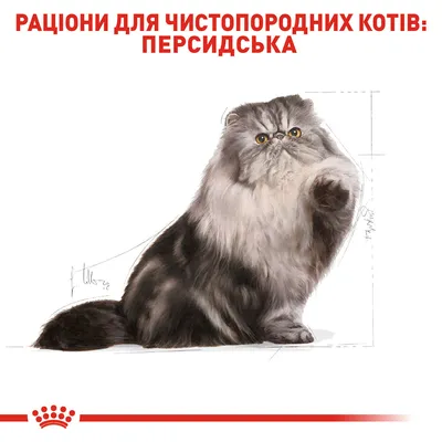 Гималайская кошка: фото, характер, описание породы
