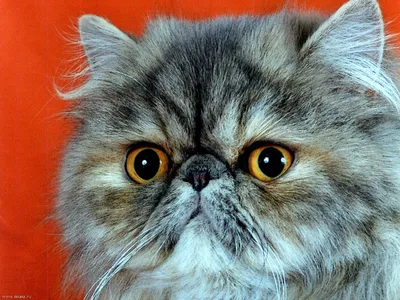 😺Восточный гость: персидский кот | Нос, хвост, лапы | Дзен