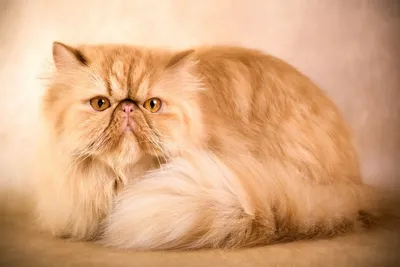 Персы, как самые необычные коты в мире / Породы кошек