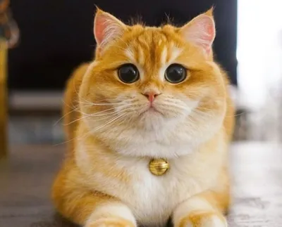 Фото кота с большими глазами 