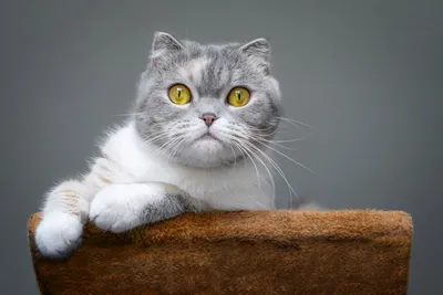 Пятёрка знаменитых кошек с большими глазами! | МанкиБлог | Дзен