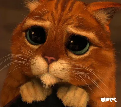 Кот с большими глазами на померанце Стоковое Фото - изображение  насчитывающей пушисто, черный: 26654582